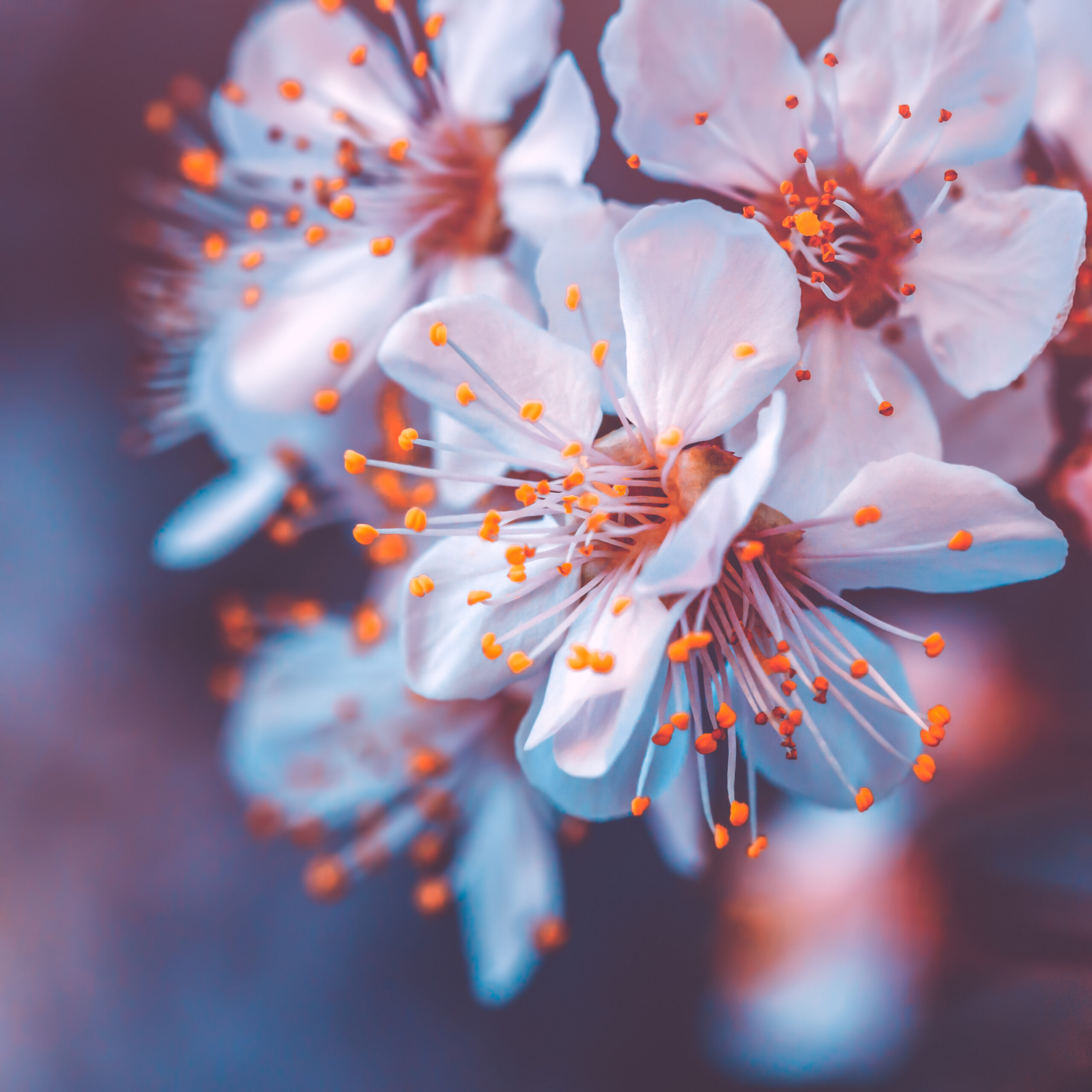 Cherry trees stolen from park in ‘selfish act’
